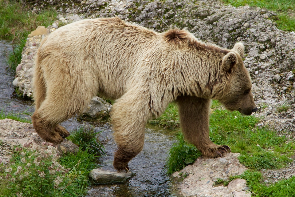 Brown bear siberian bear bear