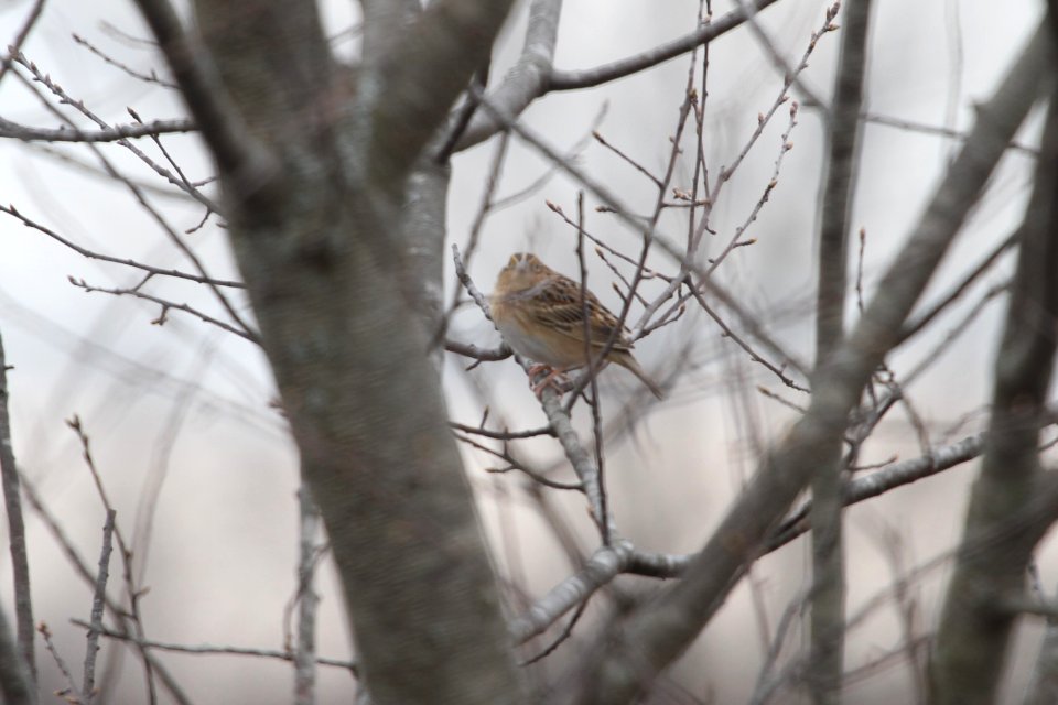 IMG 9075c Grasshopper Sparrow Pembroke Twp Kankakee Co IL 4-21-2018