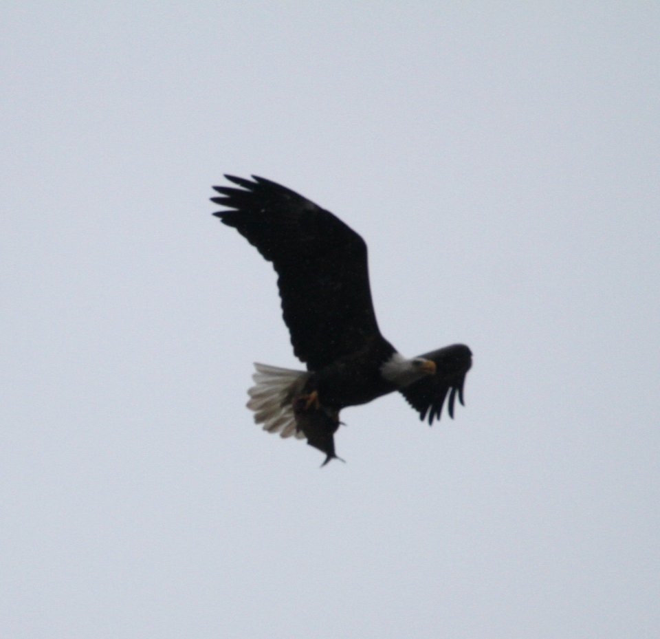 IMG 6005c Bald Eagle Braidwood IL 12-14-2015