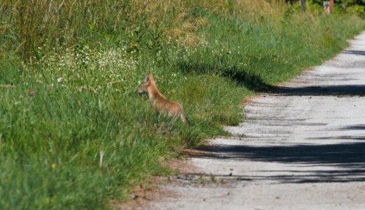 IMG 8350c Coyote (Pup) LaSalle FWA IN 6-27-2016