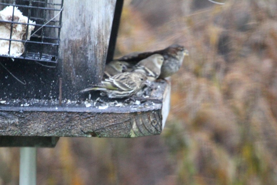IMG 5720c Pine Siskin Hse Kankakee IL 11-18-2017