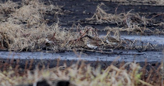 IMG 5921c Killdeer Iroquois Co NW IL 12-10-2015