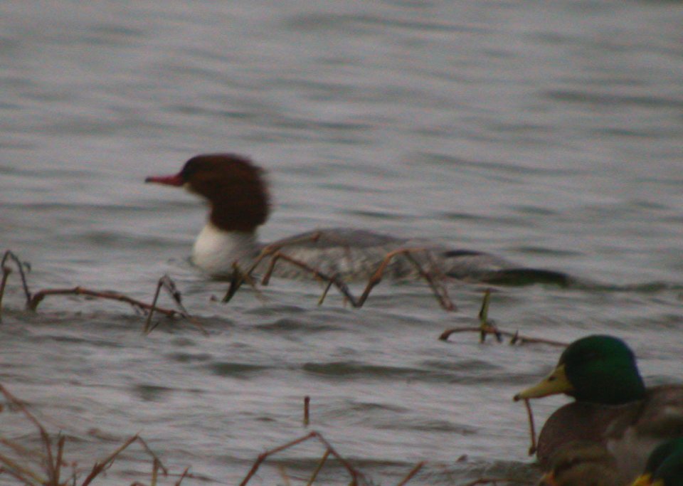 Common Merganser (F)