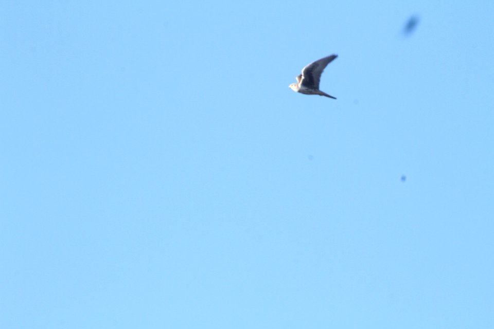 IMG 6351 Prairie Falcon Watson Lake Yavapai Co AZ 12-31-2015