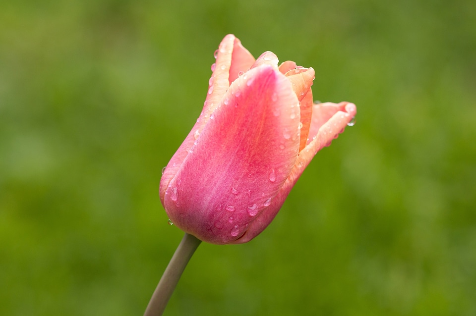 Schnittblume blossom bloom photo