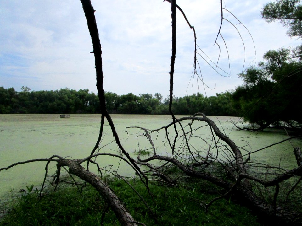 IMG 2298 Whispering Willows Kankakee Co IL 7-28-2016