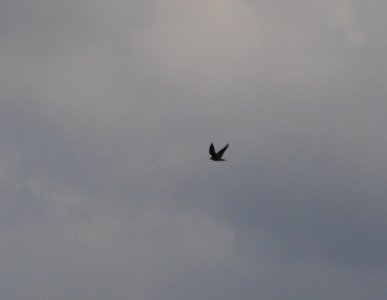 IMG 8918c Peregrine Falcon NW Iroquois Co IL 9-14-2016