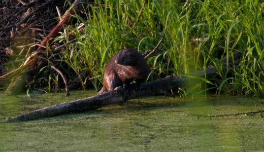 IMG 8465c Mink Willow Slough FWA IN 7-11-2016