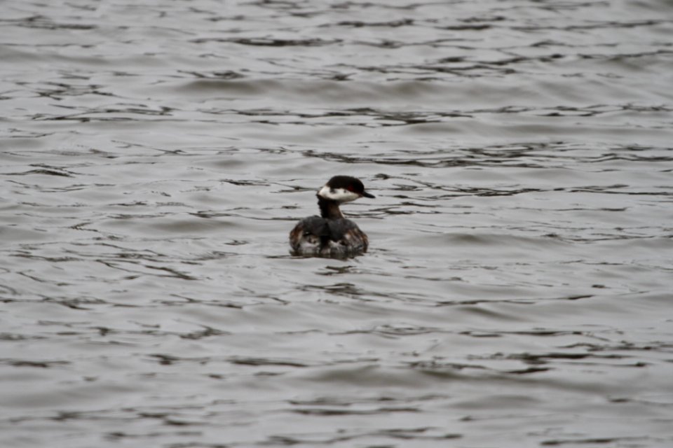 IMG 8447c Horned Grebe Beckman Park Kankakee IL 3-24-2018