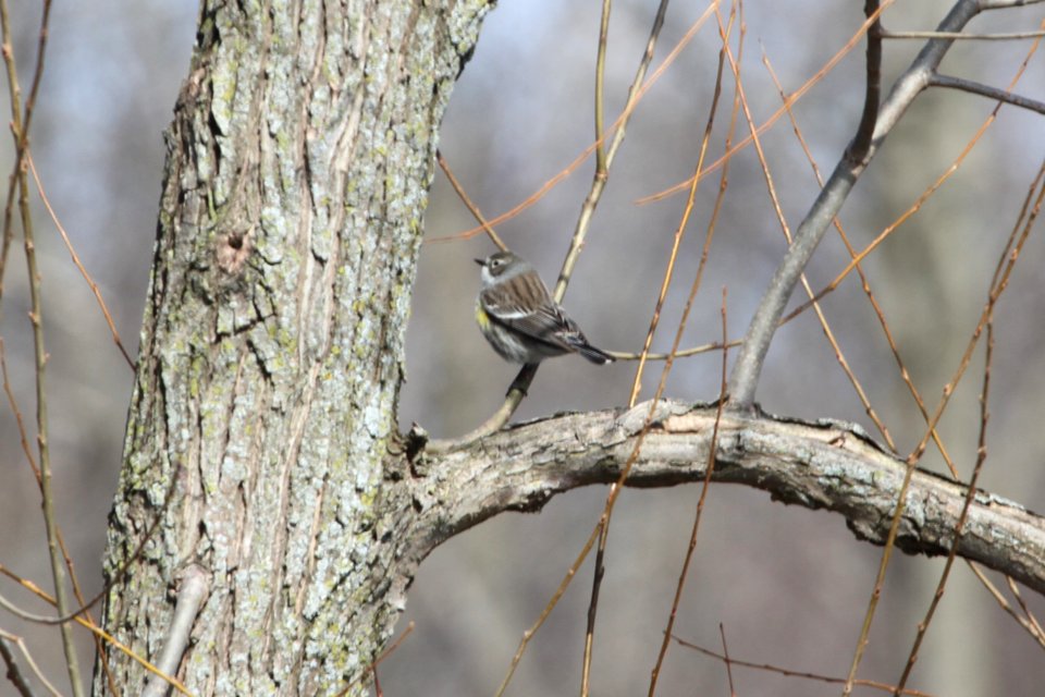IMG 8617c YR Warbler Willow Slough FWA IN 4-5-2018