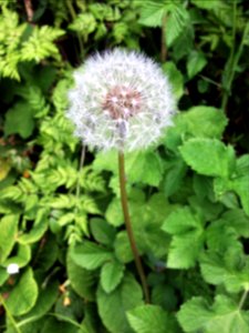 Dandelion photo