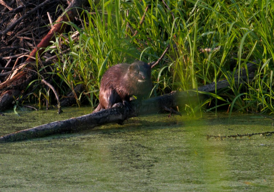 IMG 8466c Mink Willow Slough FWA IN 7-11-2016