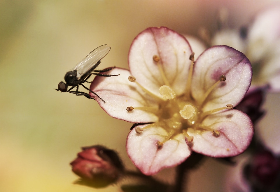 Bloom close up animal