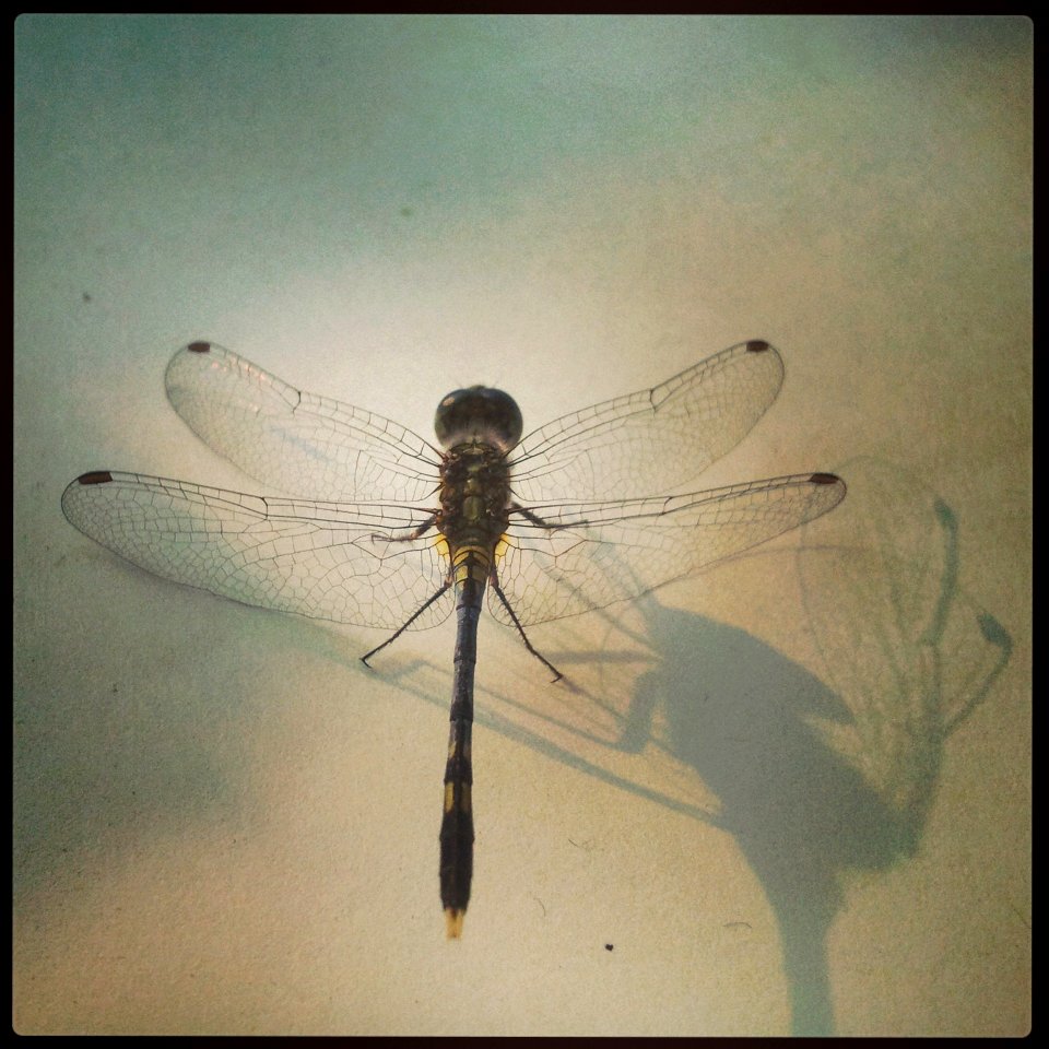 Dragon Fly