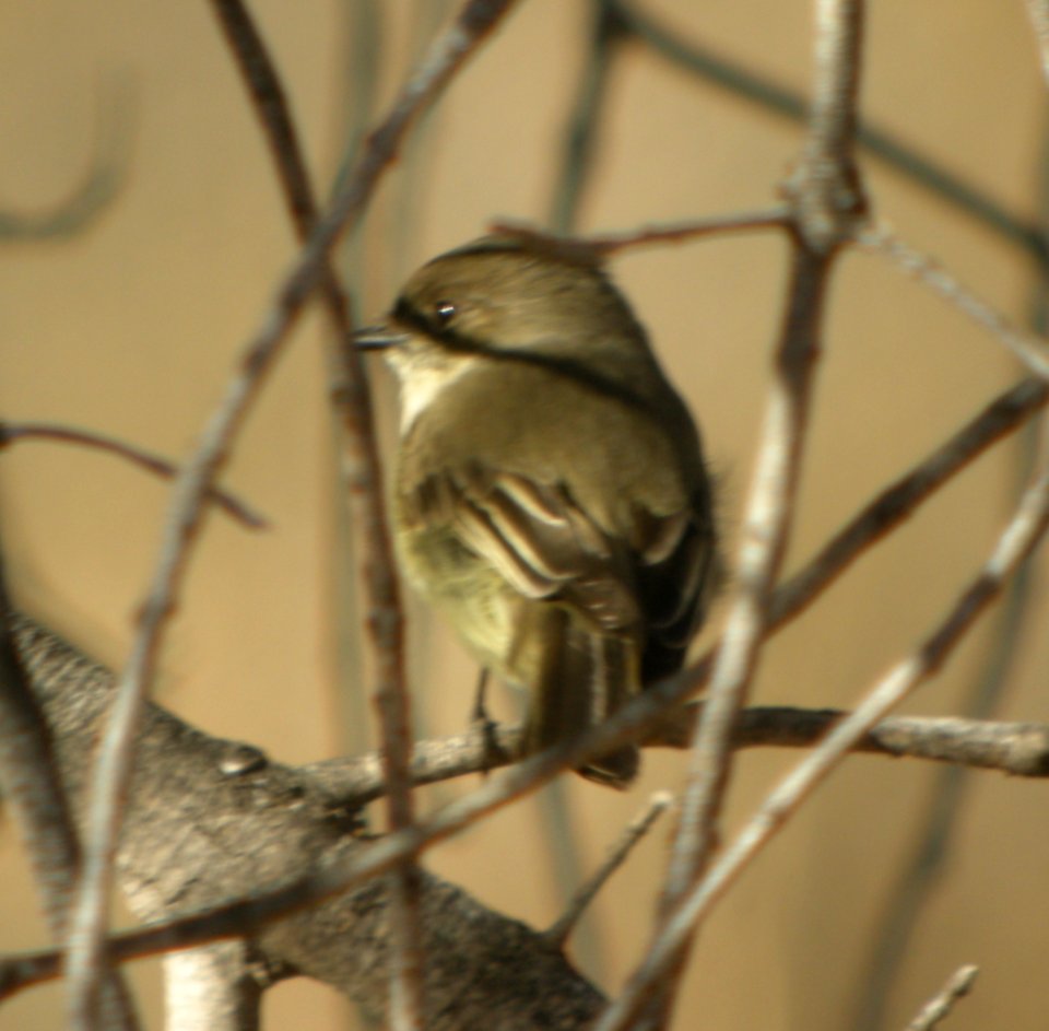 DSCN9322 Eastern Phoebe Watson Lake Yavapai Co AZ 12-28-2015