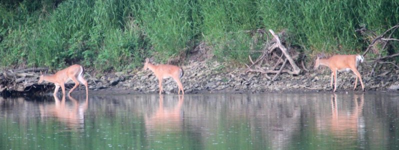 IMG 7985c White-tailed Deer LeVasseur Park Kankakee IL 5-25-2016