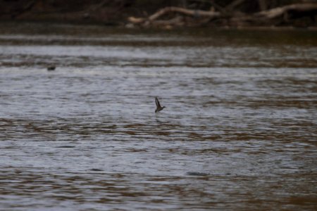 IMG 5574c Spotted Sandpiper Metro-sewer Kankakee IL 11-01-2017