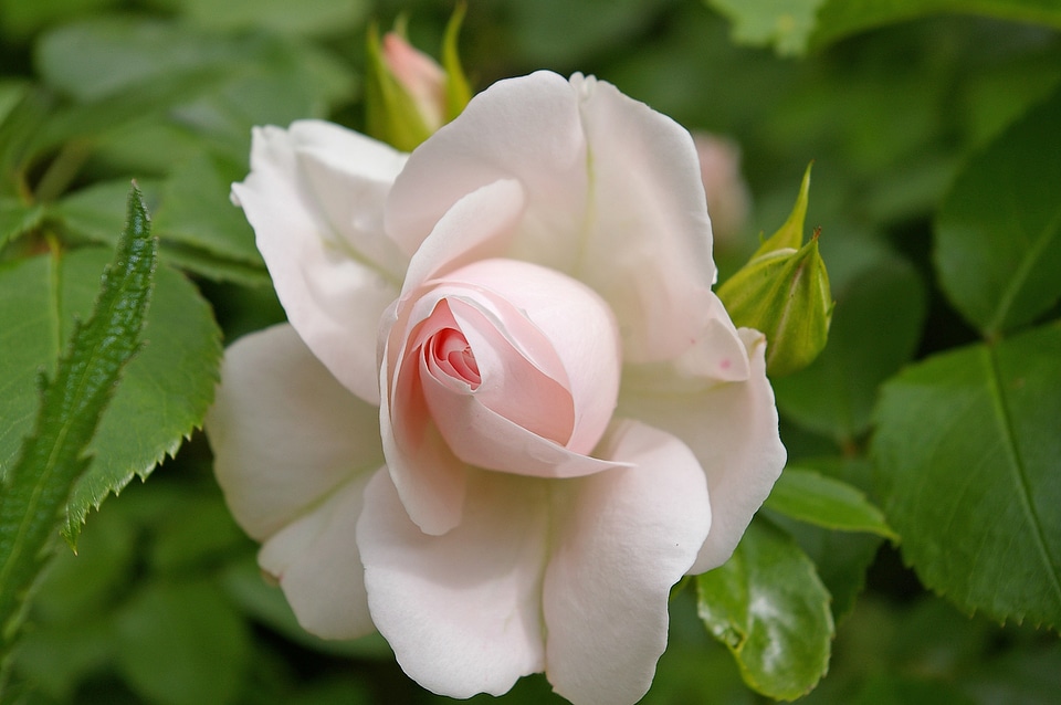 Soft pink white blossom