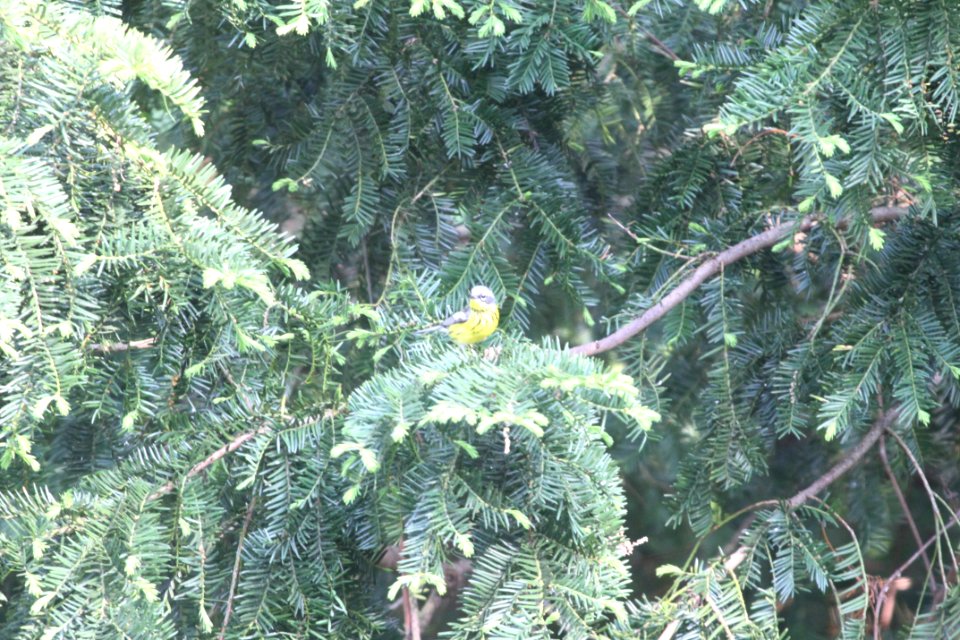 IMG 9971c Magnolia Warbler Hse Kankakee IL 5-19-2018
