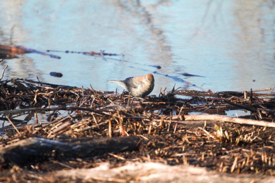 IMG 8119c Rusty Blackbird Willowhaven Area Kankakee Co IL 3-2-2018