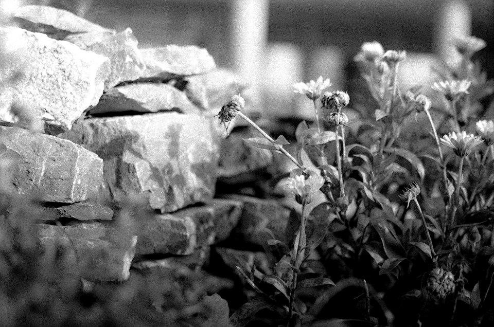 Ricoh TLS 401 with Helios 44-2 - Flowers and Stones