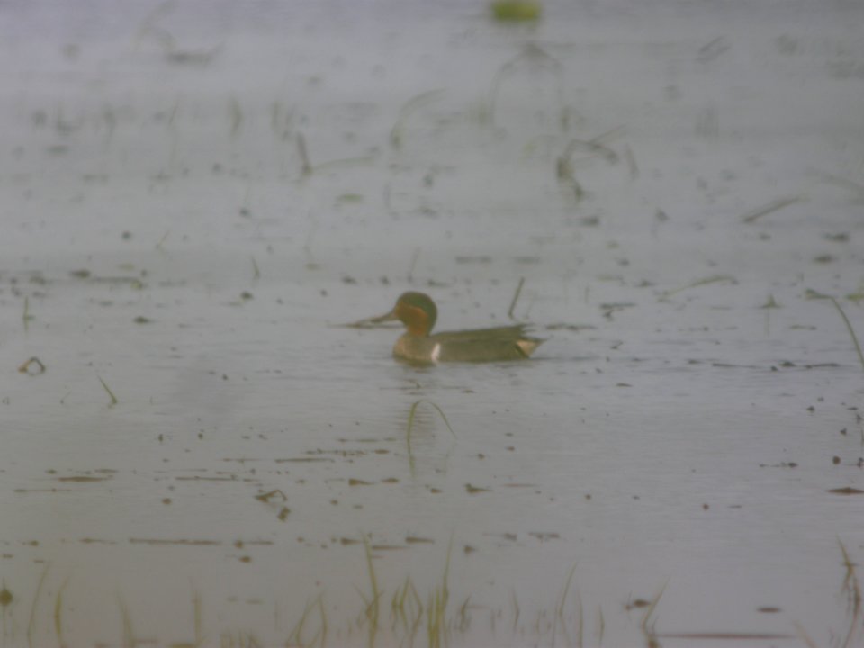 DSCN0105c Green-winged Teal Willowhaven Area Kankakee Co IL 6-25-2018