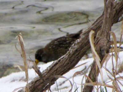 IMG 3686c Sora Braidwood Lake IL 4-16-2018