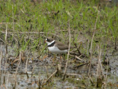 DSCN9935c Semipalmated Plover LaSalle FWA IN 5-18-2018