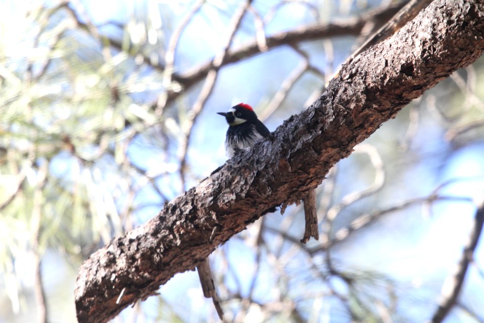 IMG 6337 Acorn Woodpecker Goldwater Lake Yavapai Co AZ 12-30-2015