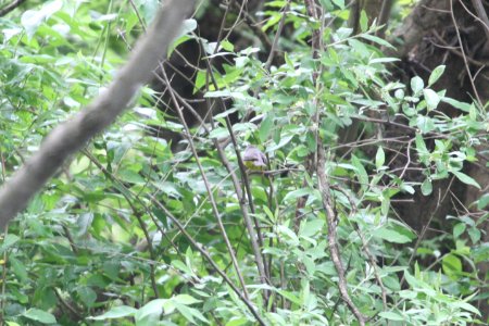 IMG 9934c Canada Warbler LaSalle FWA IN 5-18-2018