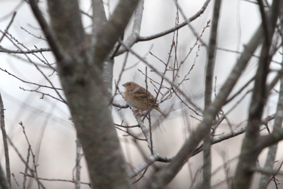 IMG 9076c Grasshopper Sparrow Pembroke Twp Kankakee Co IL 4-21-2018