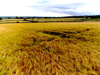 Barley Field