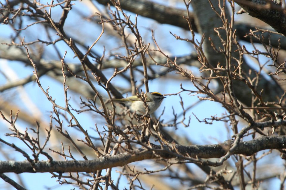 IMG 8712c GC Kinglet Braidwood IL 4-10-2018