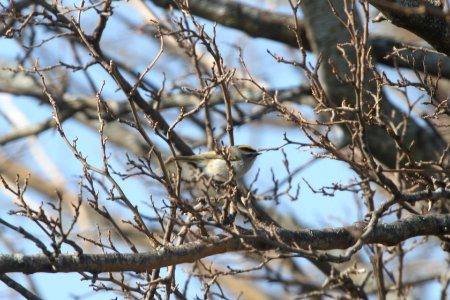 IMG 8712c GC Kinglet Braidwood IL 4-10-2018