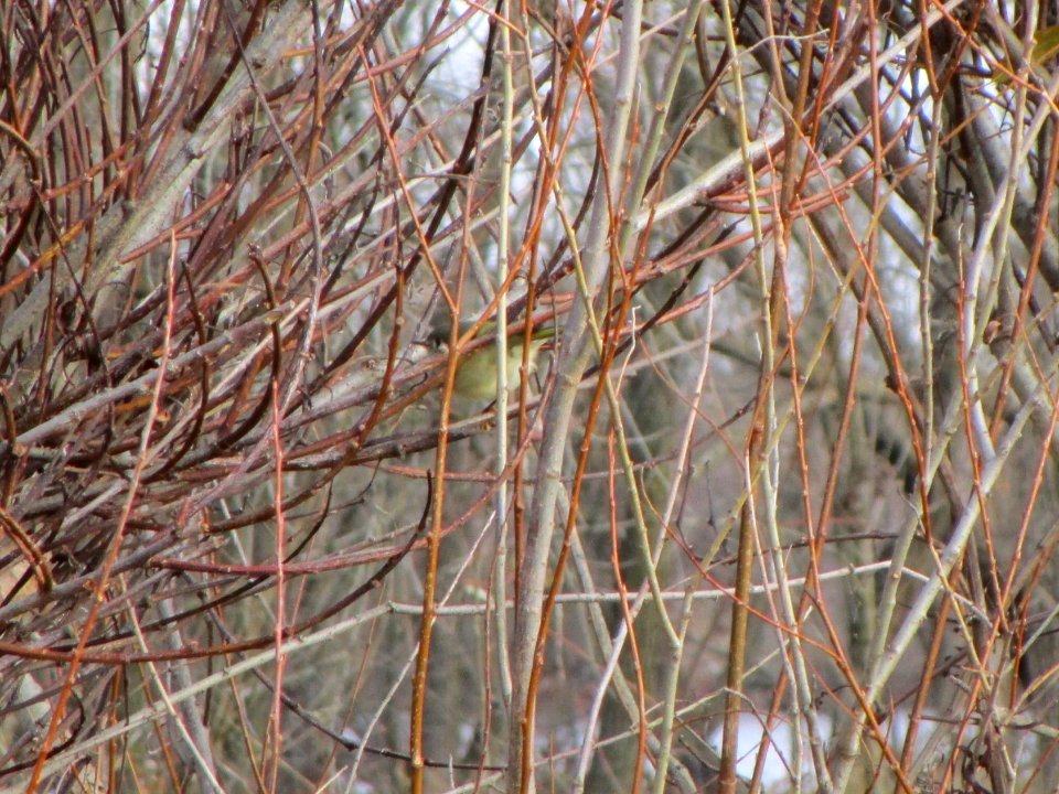 IMG 3400c RC Kinglet Willowhaven Kankakee Co IL 11-19-2017