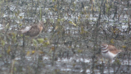 DSCN7609c SB Dowitcher Killdeer Whispering Willows Kankakee Co IL 7-28-2016
