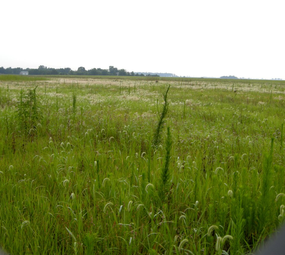 DSCN7617c Whispering Willows Area Kankakee Co IL 7-28-2016