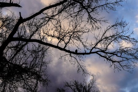 Red-Shouldered Hawk Silhouette
