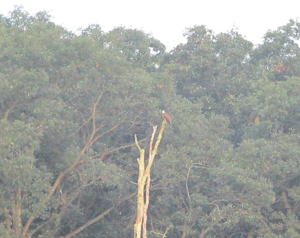 IMG 2346c Osprey Metro-sewer Kankakee IL 8-17-2016