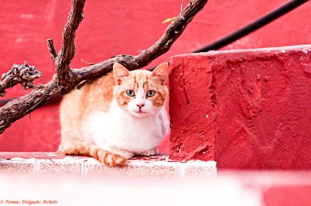 GATO SOBRE ROJO photo