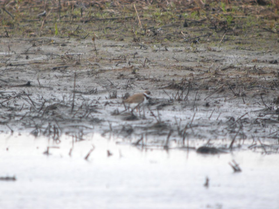 DSCN9899c Semipalmated Plover Willowhaven Kankakee Co IL 5-12-2018