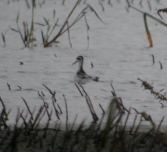 DSCN8017c Red-necked Phalarope NW Iroquois Co IL 9-14-2016
