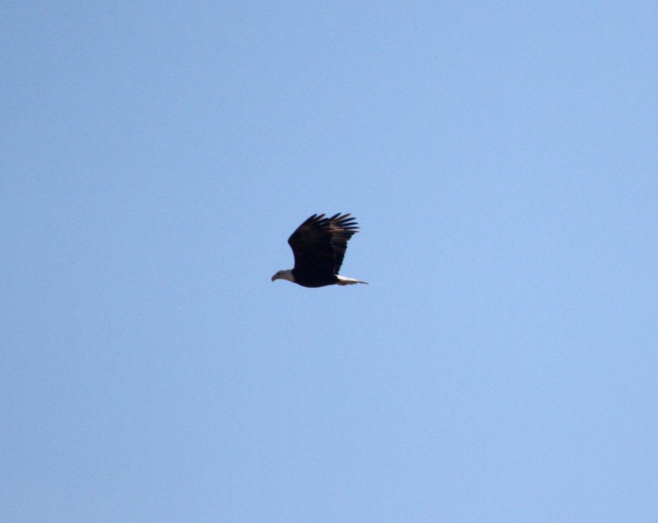 IMG 4615 c Bald Eagle Lehigh Quarry Kankakee Co IL 10-26-2015