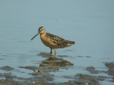 DSCN0263c Short-billed Dowitcher Willowhavern Area Kankakee Co IL 8-3-2018