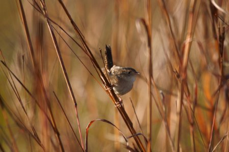 IMG 5325c Sedge Wren Perry Farm Kankakee Co IL 10-26-2017