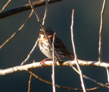 DSCN8876 c Fox Sparrow Willow Slough FWA IN 11-4-2015