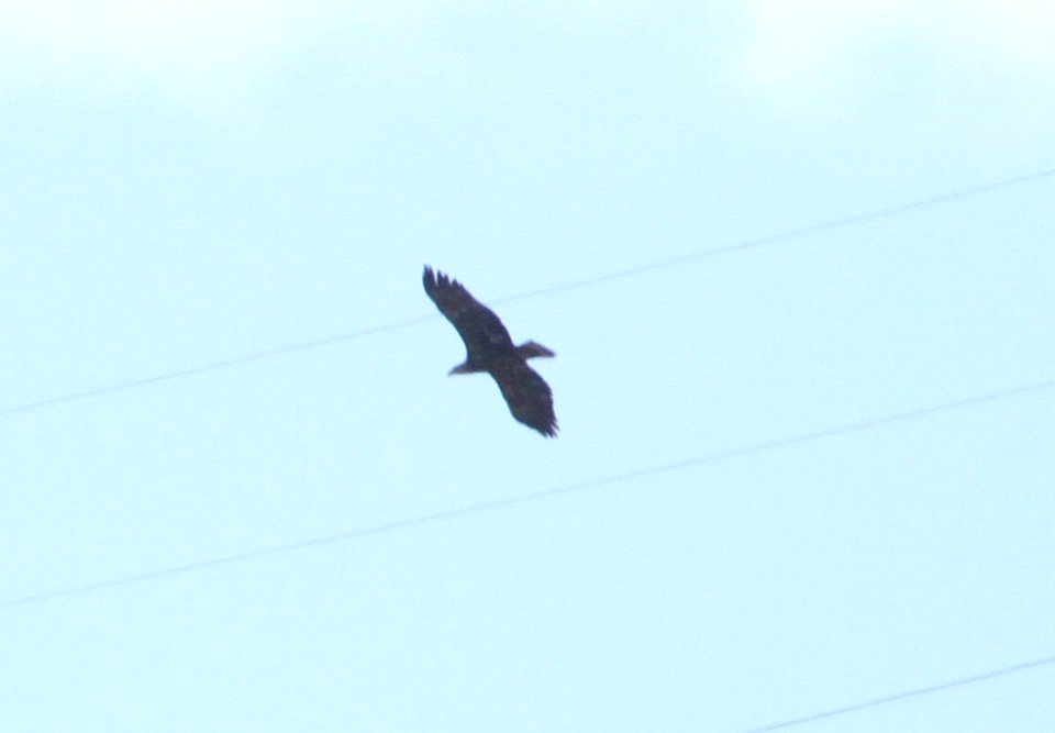 IMG 6233 Bald Eagle Watson Lake Yavapai Co AZ 12-26-2015