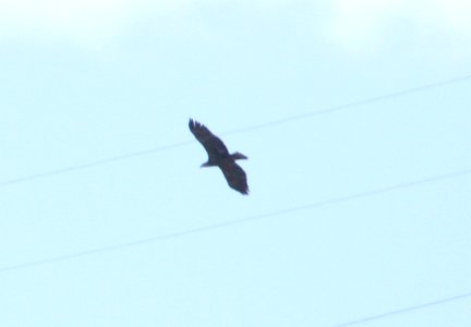 IMG 6233 Bald Eagle Watson Lake Yavapai Co AZ 12-26-2015