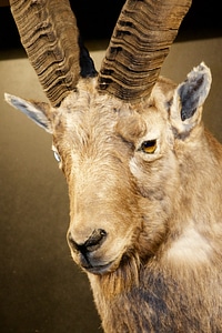 Capricorn antler annual rings