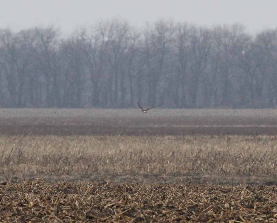 IMG 6189c Northern Harrier Whispering Willows Kankakee Co IL 12-22-2015